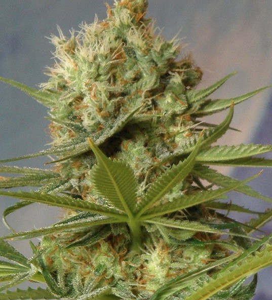 Braai Blaze (FEMINIZED)