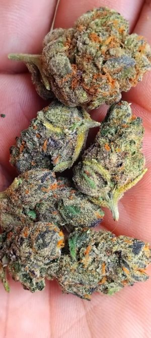 Pistol Red Dragon (FEMINIZED)