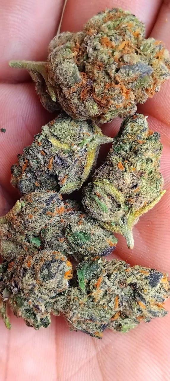 Pistol Red Dragon (FEMINIZED)