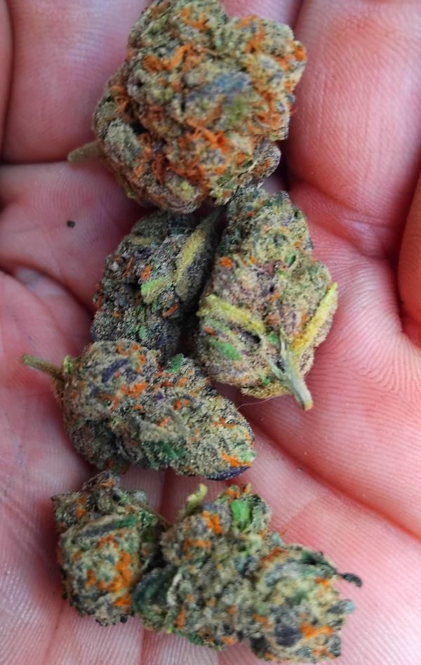 Pistol Red Dragon (FEMINIZED)