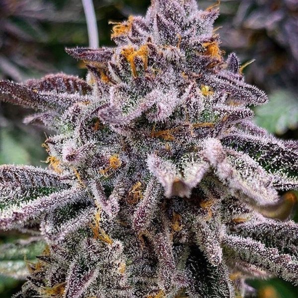 Lunar Prism F2 (FEM)