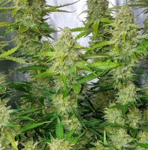 Muhammad Haze (FEMINIZED)