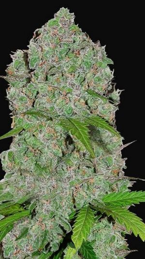 Highveld Dream (FEMINIZED)