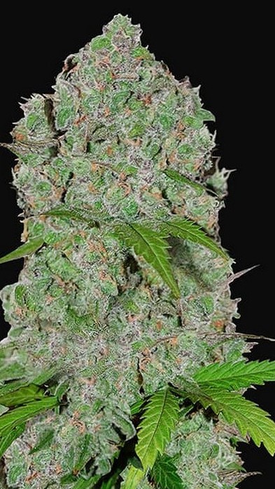 Highveld Dream (FEMINIZED)