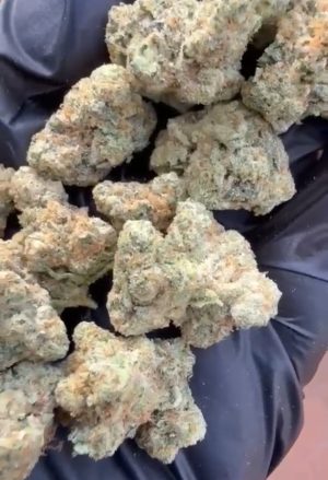 Aurora Borealis F2 (Feminized)