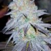 BEELZEBUB KUSH (FEMINIZED)