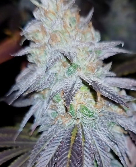 BEELZEBUB KUSH (FEMINIZED)