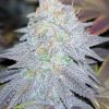BEELZEBUB KUSH (FEMINIZED)