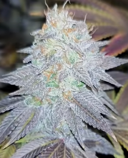 BEELZEBUB KUSH (FEMINIZED)