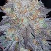 BEELZEBUB KUSH (FEMINIZED)