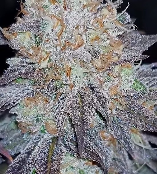 BEELZEBUB KUSH (FEMINIZED)