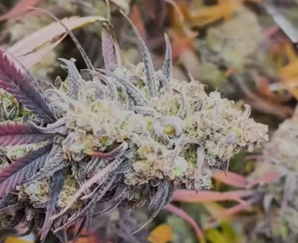 Phantom Pineapple (Feminized)