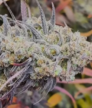 Phantom Pineapple (Feminized)