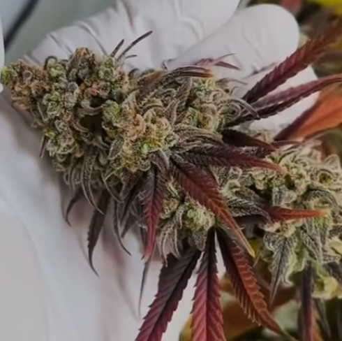 Phantom Pineapple (Feminized)