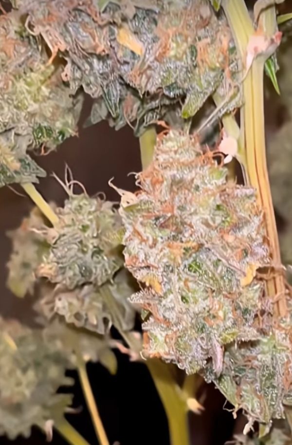 Nebula Nectar (Feminized)