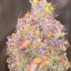 Nebula Nectar (Feminized)