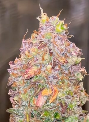 Nebula Nectar (Feminized)
