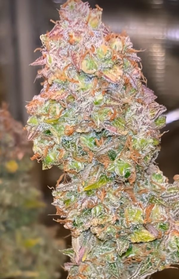 Nebula Nectar (Feminized)