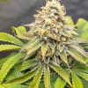 Quantum Queen (Feminized)