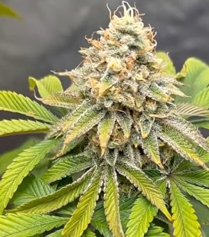 Quantum Queen (Feminized)