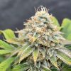 Quantum Queen (Feminized)