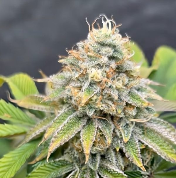 Quantum Queen (Feminized)
