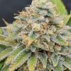 Quantum Queen (Feminized)