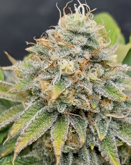 Quantum Queen (Feminized)