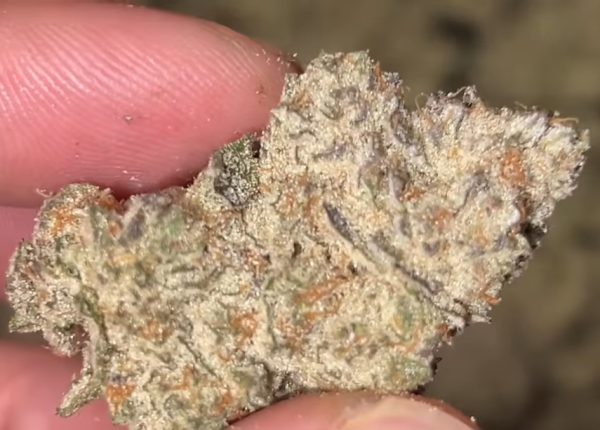 Muhammad Haze (FEMINIZED)