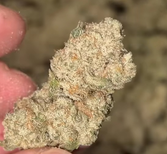 Muhammad Haze (FEMINIZED)