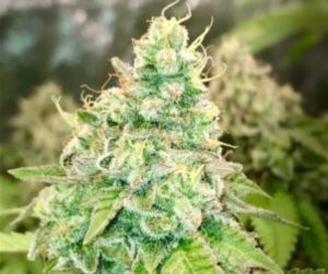 Karoo Kushfire (FEMINIZED)