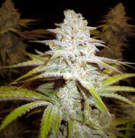 Tsotsi Twilight (FEMINIZED)