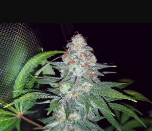 Boerewors Burst (FEMINIZED)