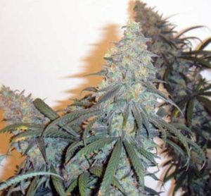 Zulu Thunder (FEMINIZED)