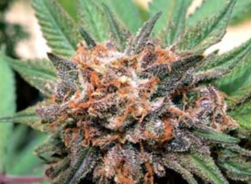 Red Sunset (Feminized)