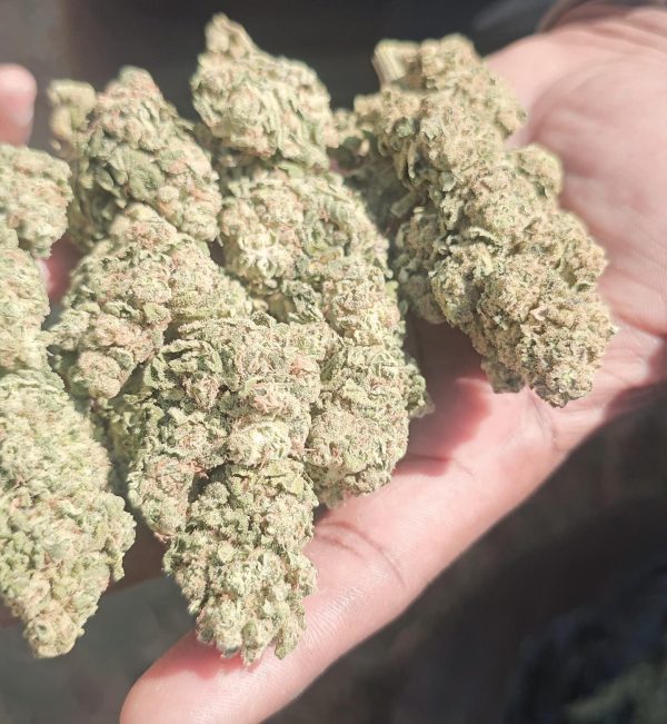 TITAN F2 (FEMINIZED)