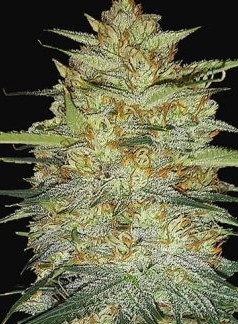 Jozi Jubilee (FEMINIZED)