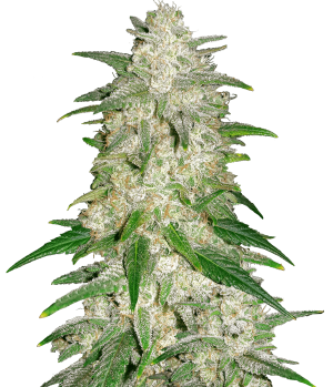 Soweto Sunset Haze (FEMINIZED)