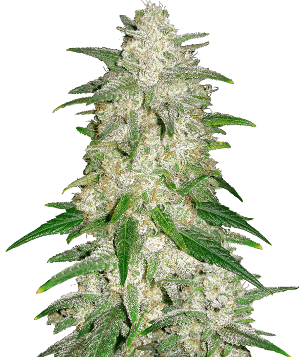 Soweto Sunset Haze (FEMINIZED)