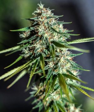 POWER PUFF (FEMINIZED)