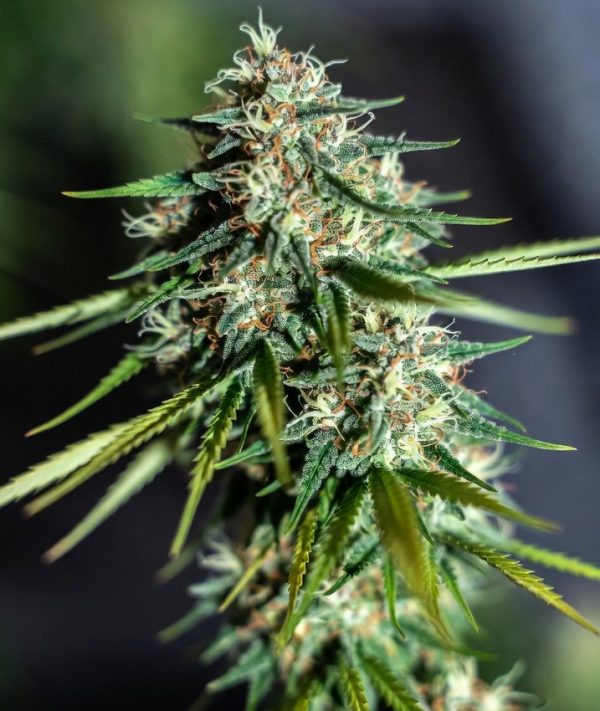 POWER PUFF (FEMINIZED)