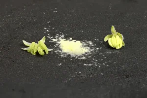 DRAKENSBURG DIESEL (FEMINIZED POLLEN)