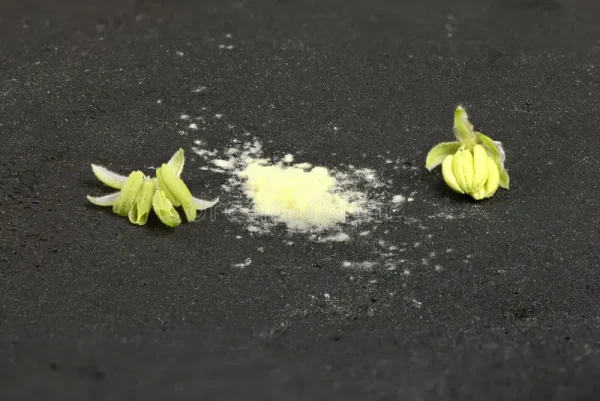 MEDUSA (FENINIZED POLLEN)