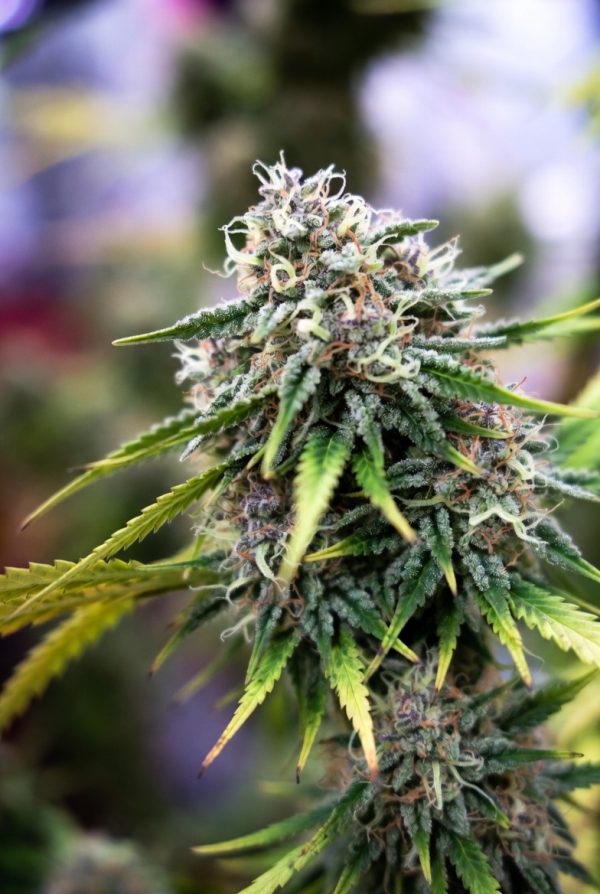 Cosmic Candy (Feminized)