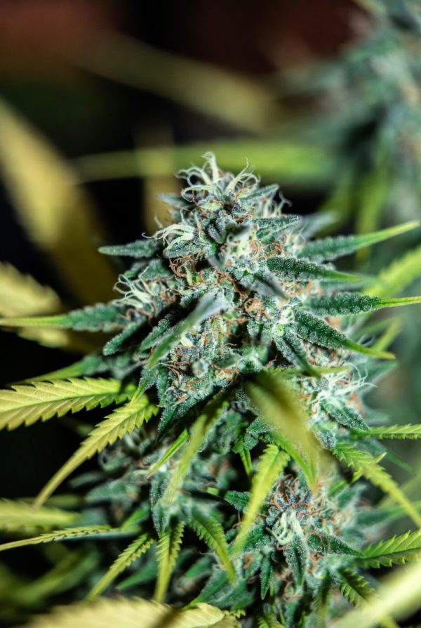 Cosmic Candy (Feminized)