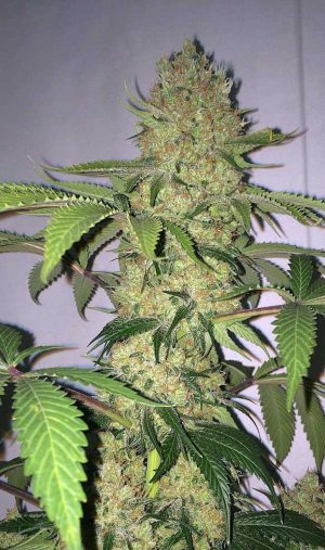 Hyperion (Feminized)