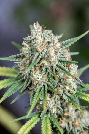 Hypernova Haze (Feminized)