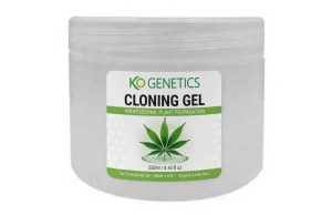 KO Cloning Gel