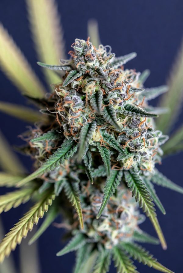 Lunar Lavender (Feminized)