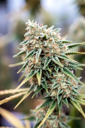 Medusa F2 (Feminized)